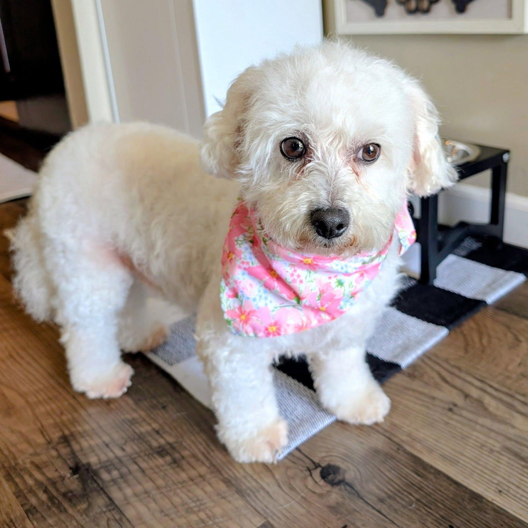 Enlarge Snow White, a Adoptable Bichon Frise in Hartland, WI image 1/5