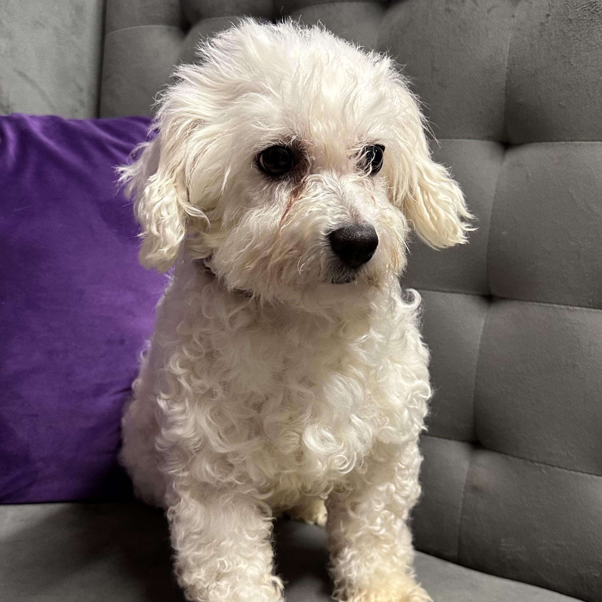 Enlarge Snow White-Foster Home Needed, a Adoptable Bichon Frise in Hartland, WI image 4/6