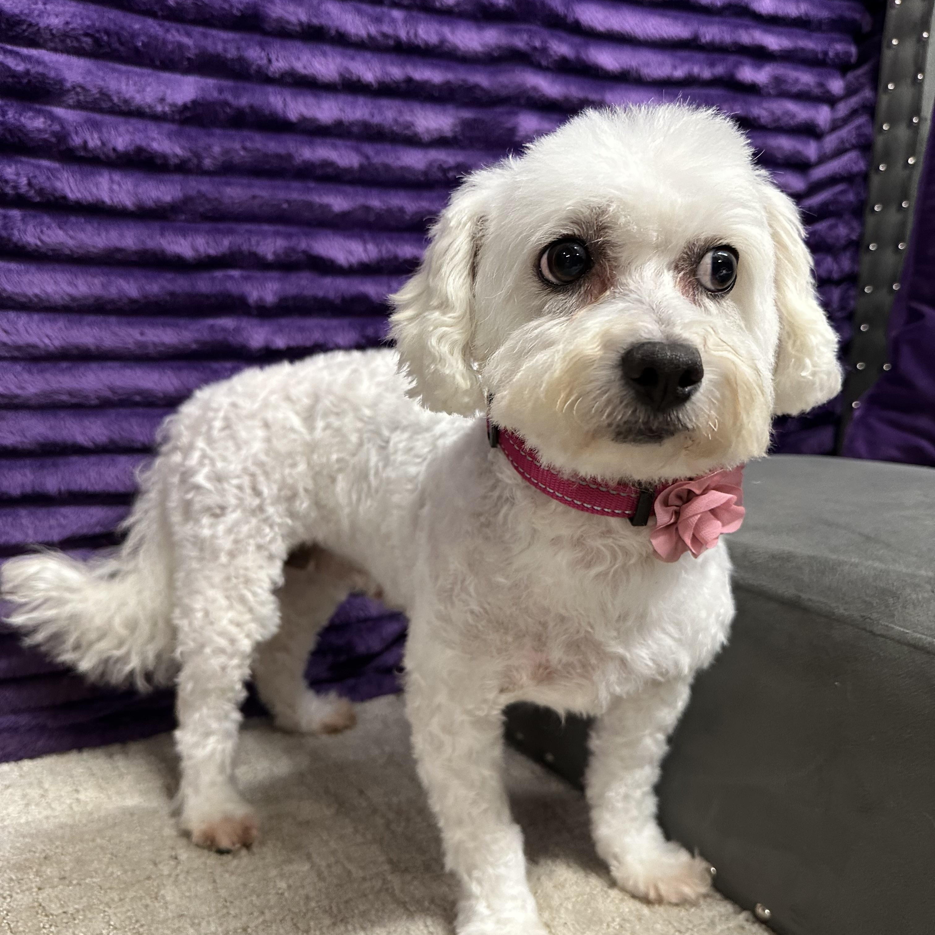 Snow White-Foster Home Needed