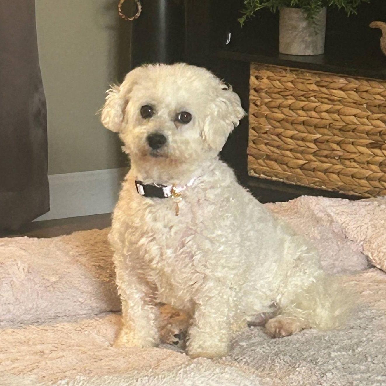 Enlarge Snow White, a Adoptable Bichon Frise in Hartland, WI image 3/5