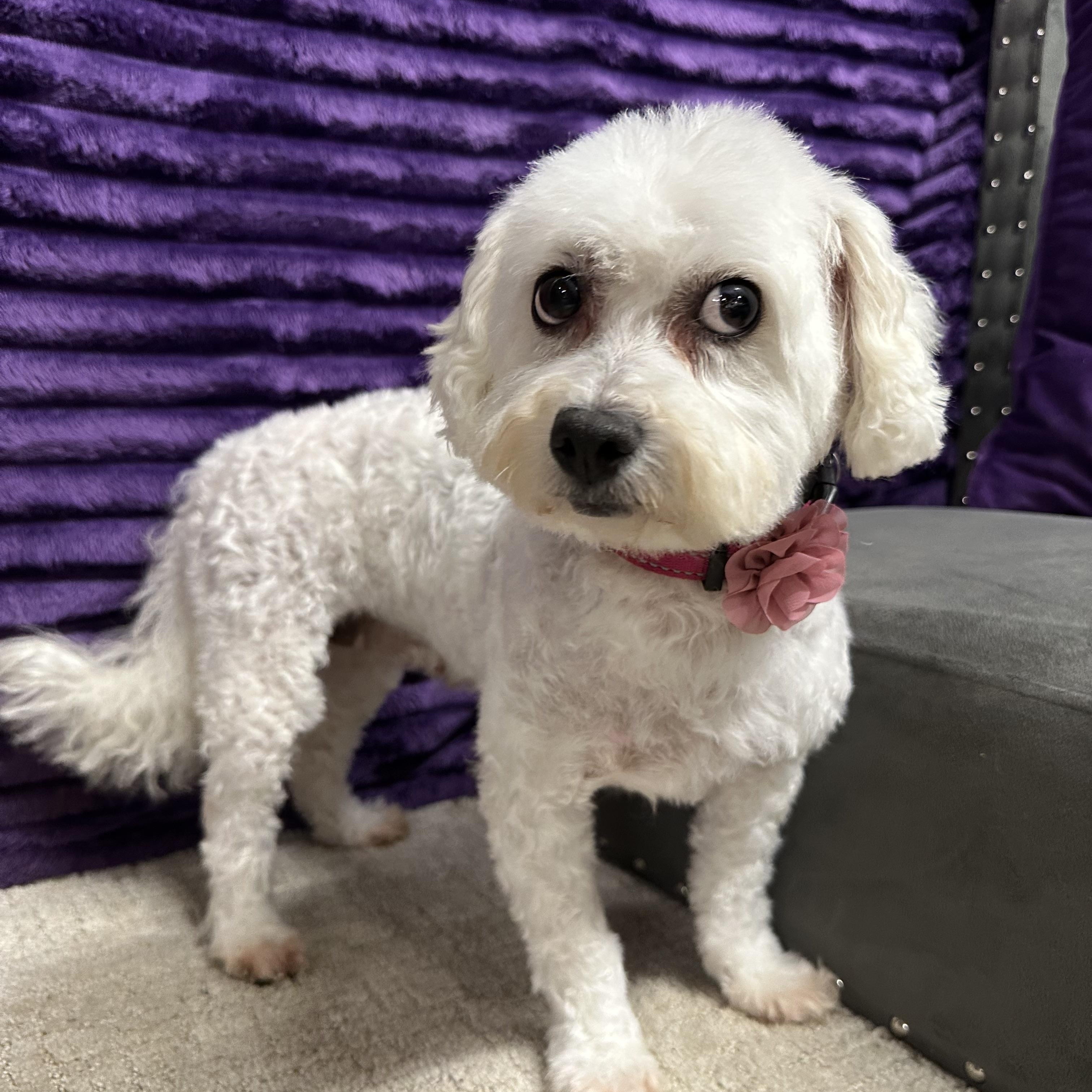 Snow White-Foster Home Needed