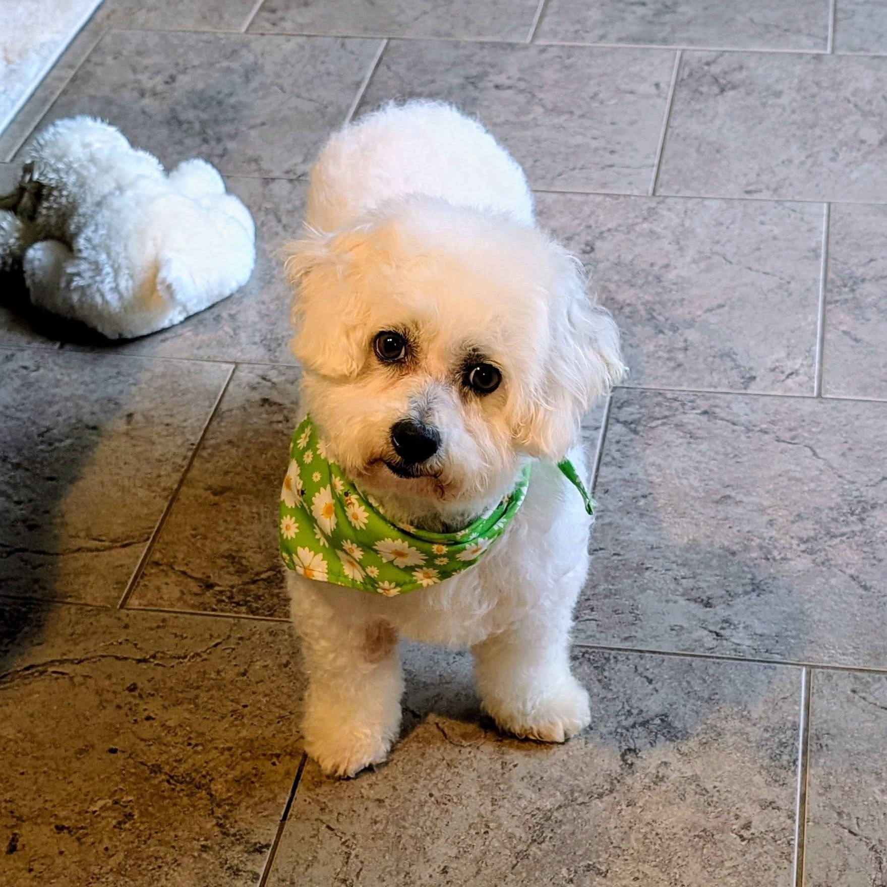 Snow White, a Adoptable Bichon Frise in Hartland, WI image 2/5