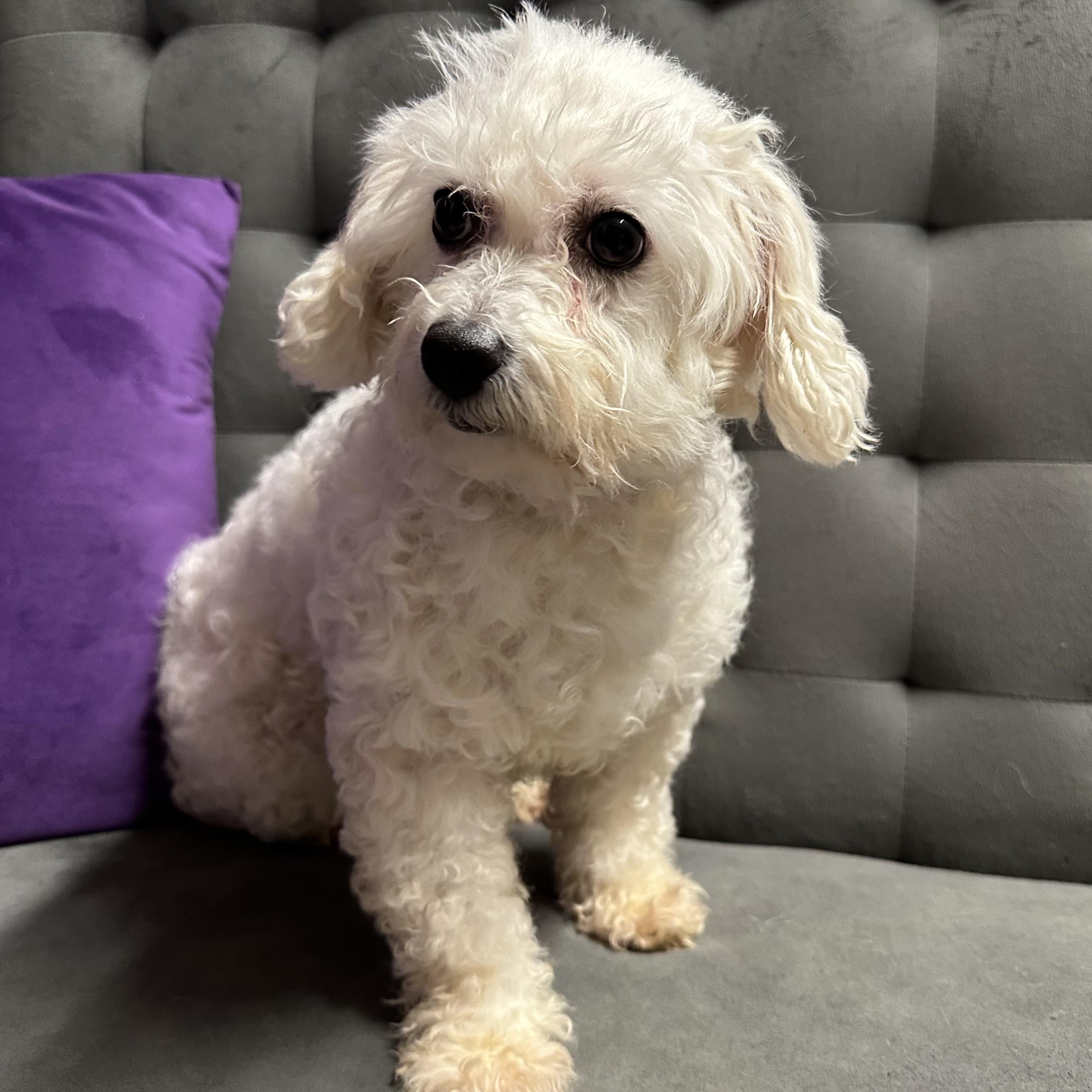 Enlarge Snow White-Foster Home Needed, a Adoptable Bichon Frise in Hartland, WI image 2/6