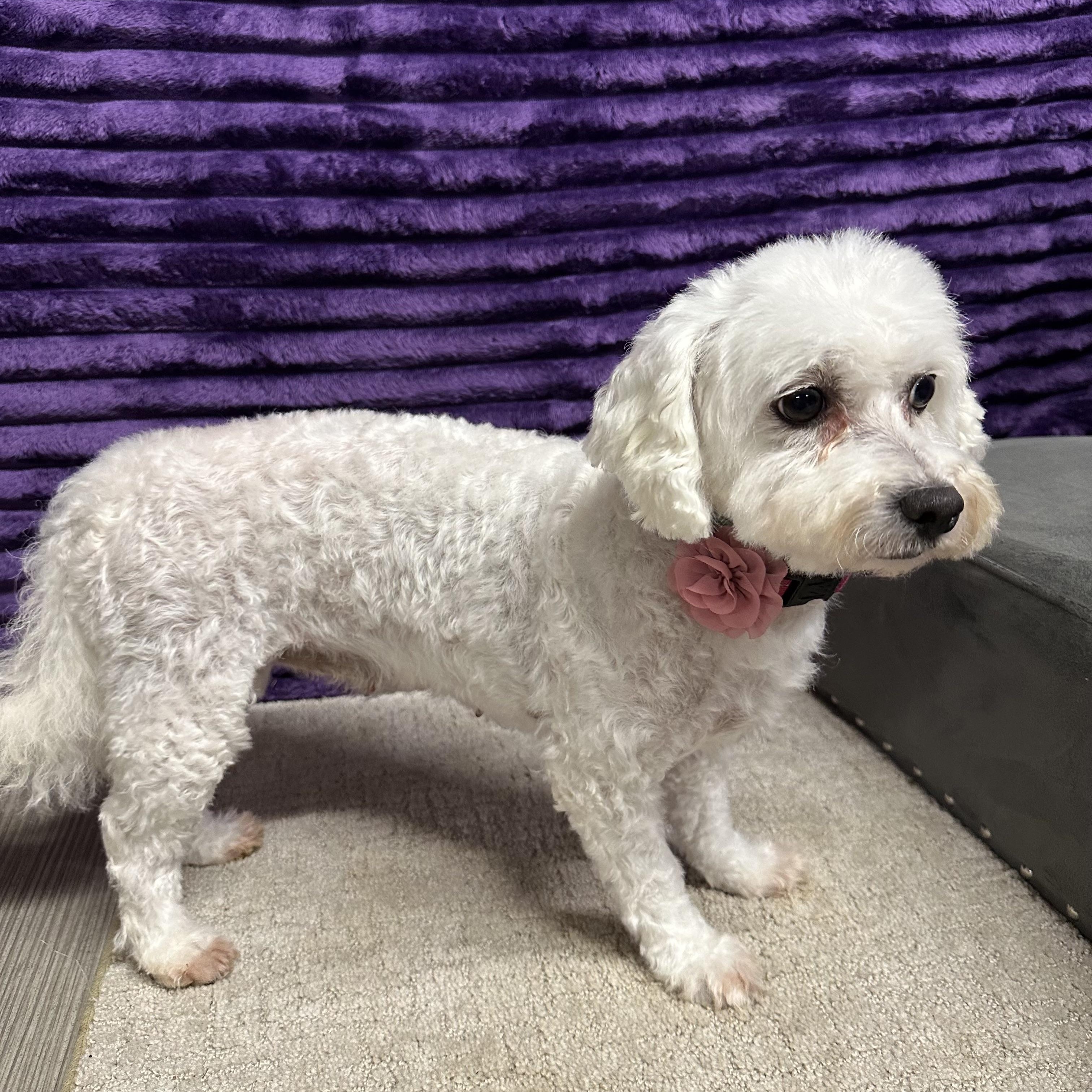 Snow White-Foster Home Needed, a Adoptable Bichon Frise in Hartland, WI image 5/6