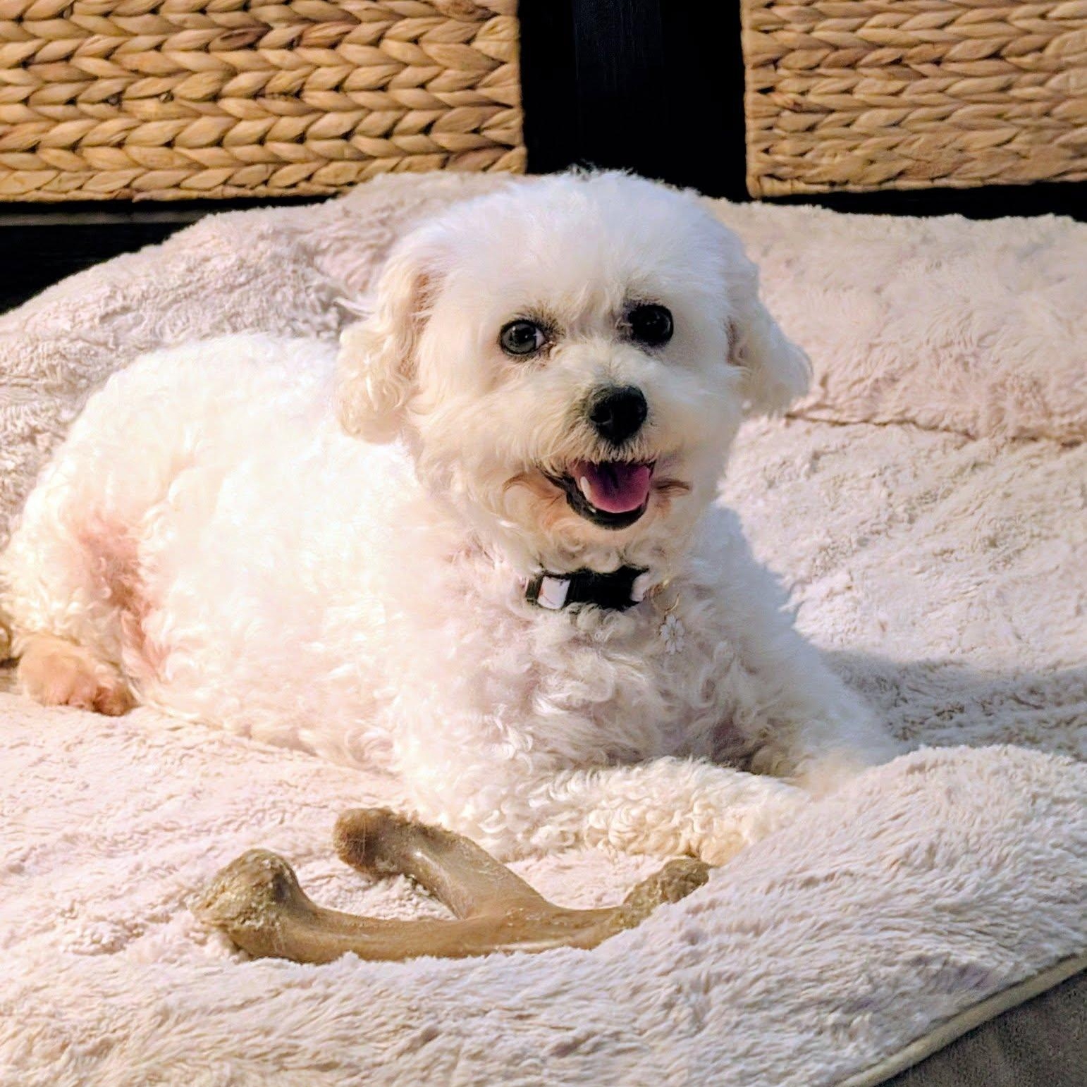 Snow White, Adoptable, Adult Female Bichon Frise.