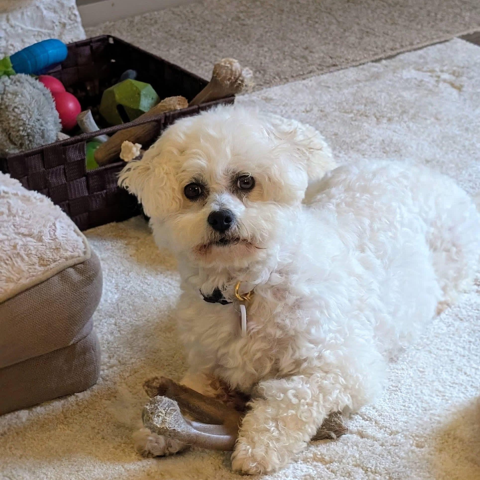 Snow White, a Adoptable Bichon Frise in Hartland, WI image 3/5