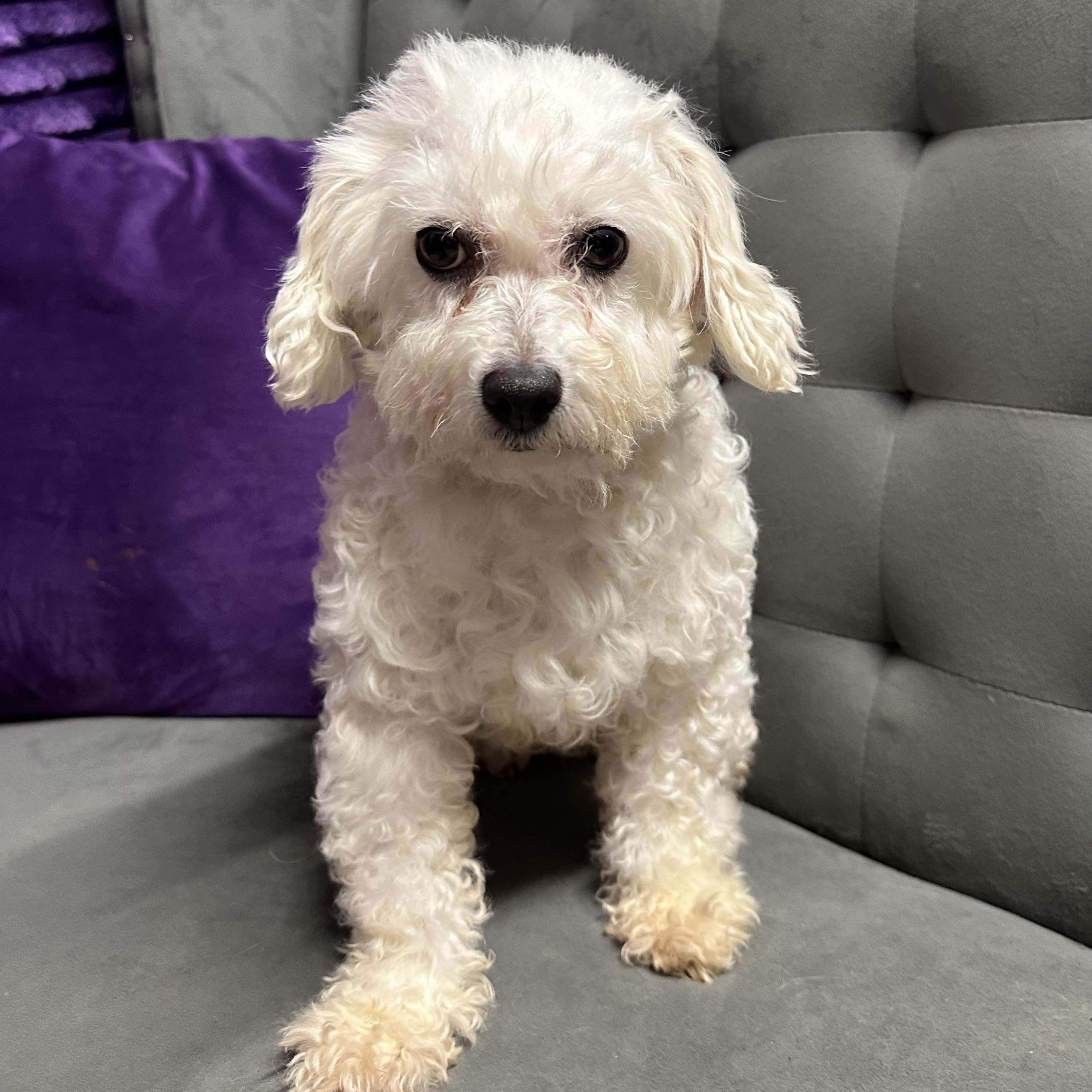 Snow White-Foster Home Needed, Adoptable, Adult Female Bichon Frise.