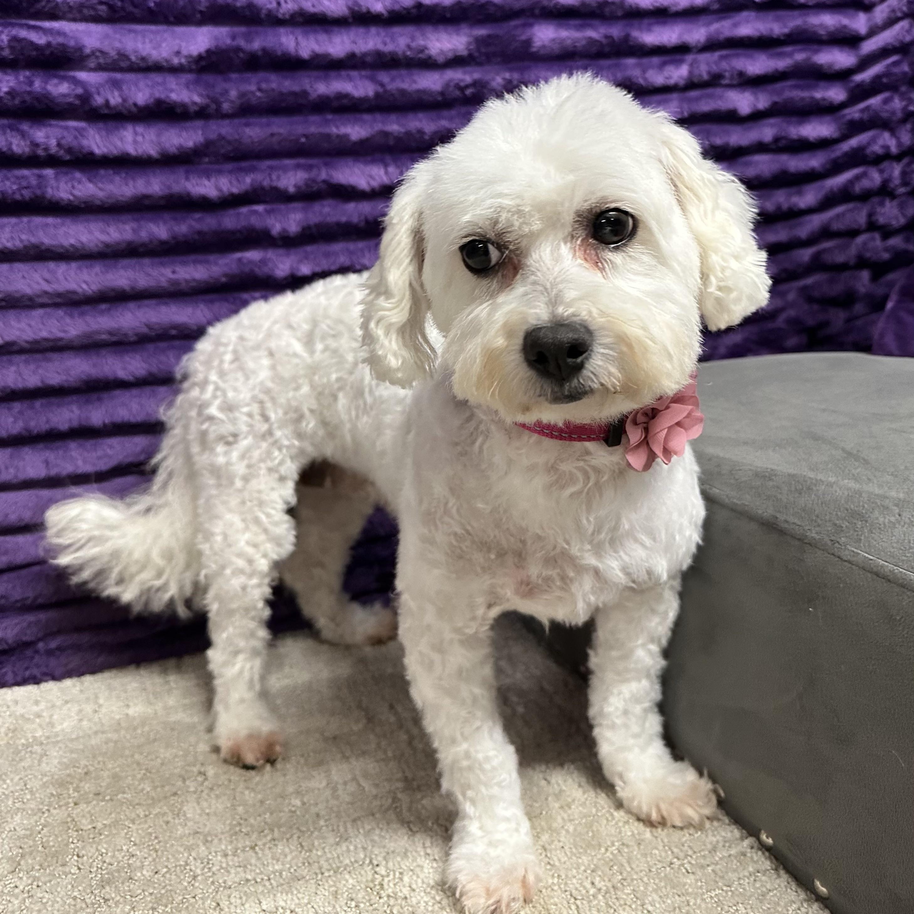 Snow White-Foster Home Needed