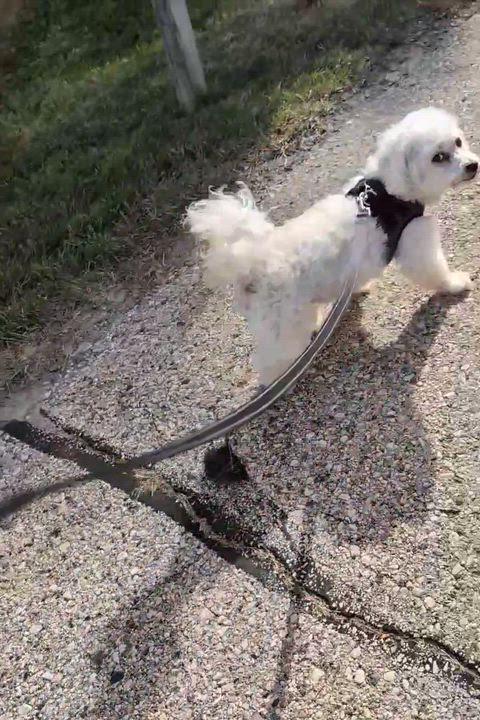 Enlarge Snow White, a Adoptable Bichon Frise in Hartland, WI video 5/5