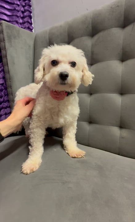 Enlarge Snow White-Foster Home Needed, a Adoptable Bichon Frise in Hartland, WI video 6/6