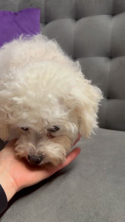 Enlarge Snow White-Foster Home Needed, a Adoptable Bichon Frise in Hartland, WI video 6/6