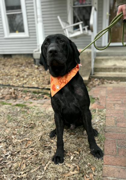 Dolph, Adoptable, Adult Male Labrador Retriever.