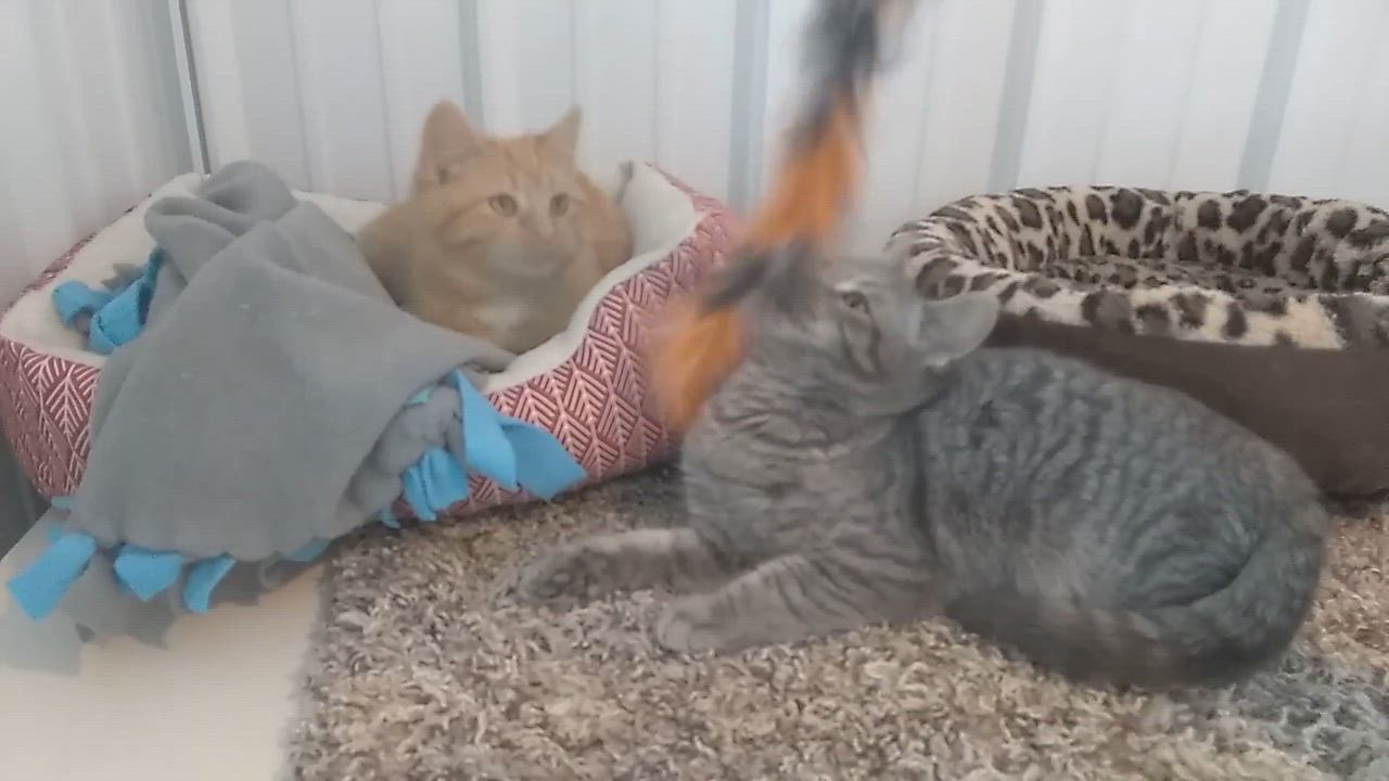 Enlarge Sasha, a Adopted American Shorthair in Hillsdale, MI video 1/4