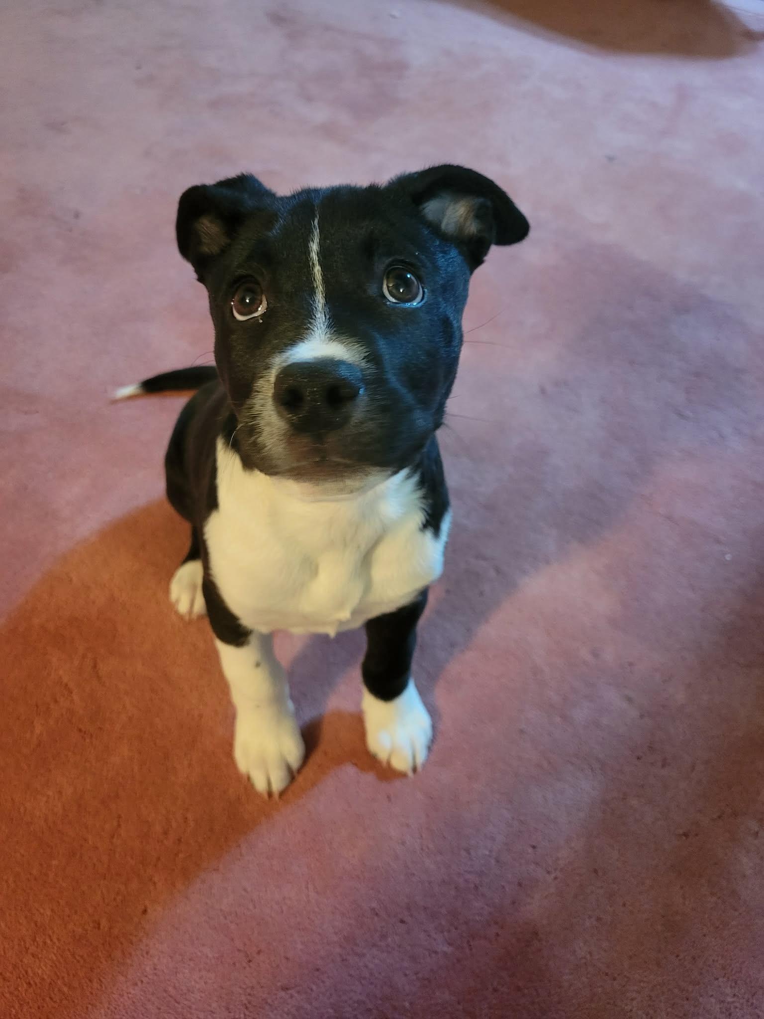 Max, an adopted mixed breed in Winnipeg, MB image 5/6