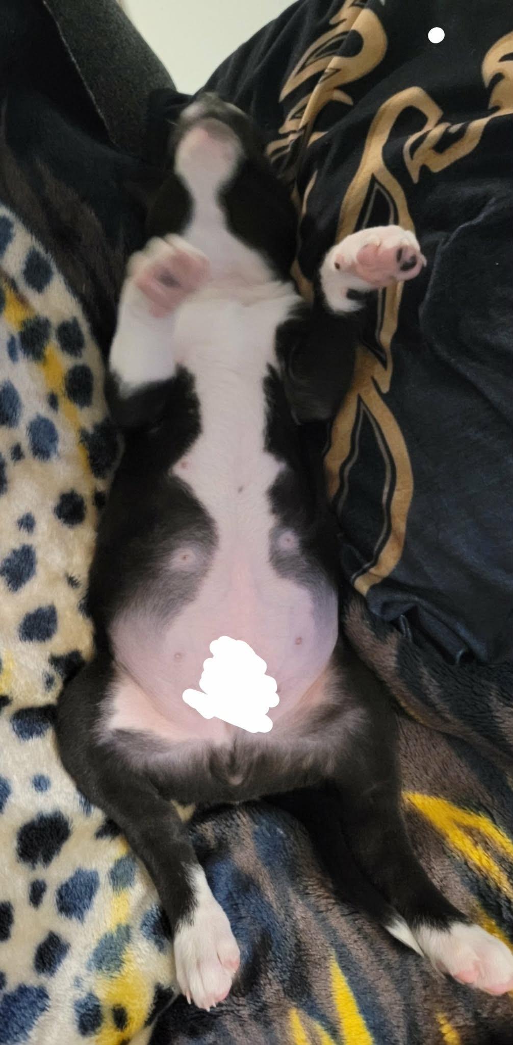 Enlarge Max, a ADOPTABLE mixed breed in Winnipeg, MB image 5/6