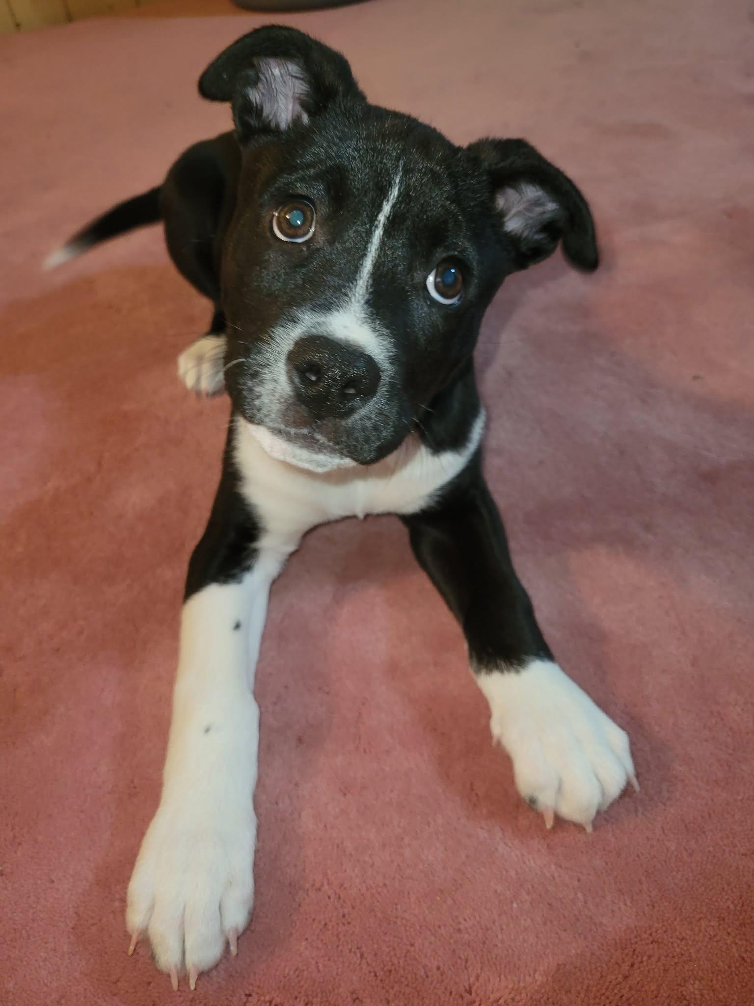 Max, an adopted mixed breed in Winnipeg, MB image 4/6