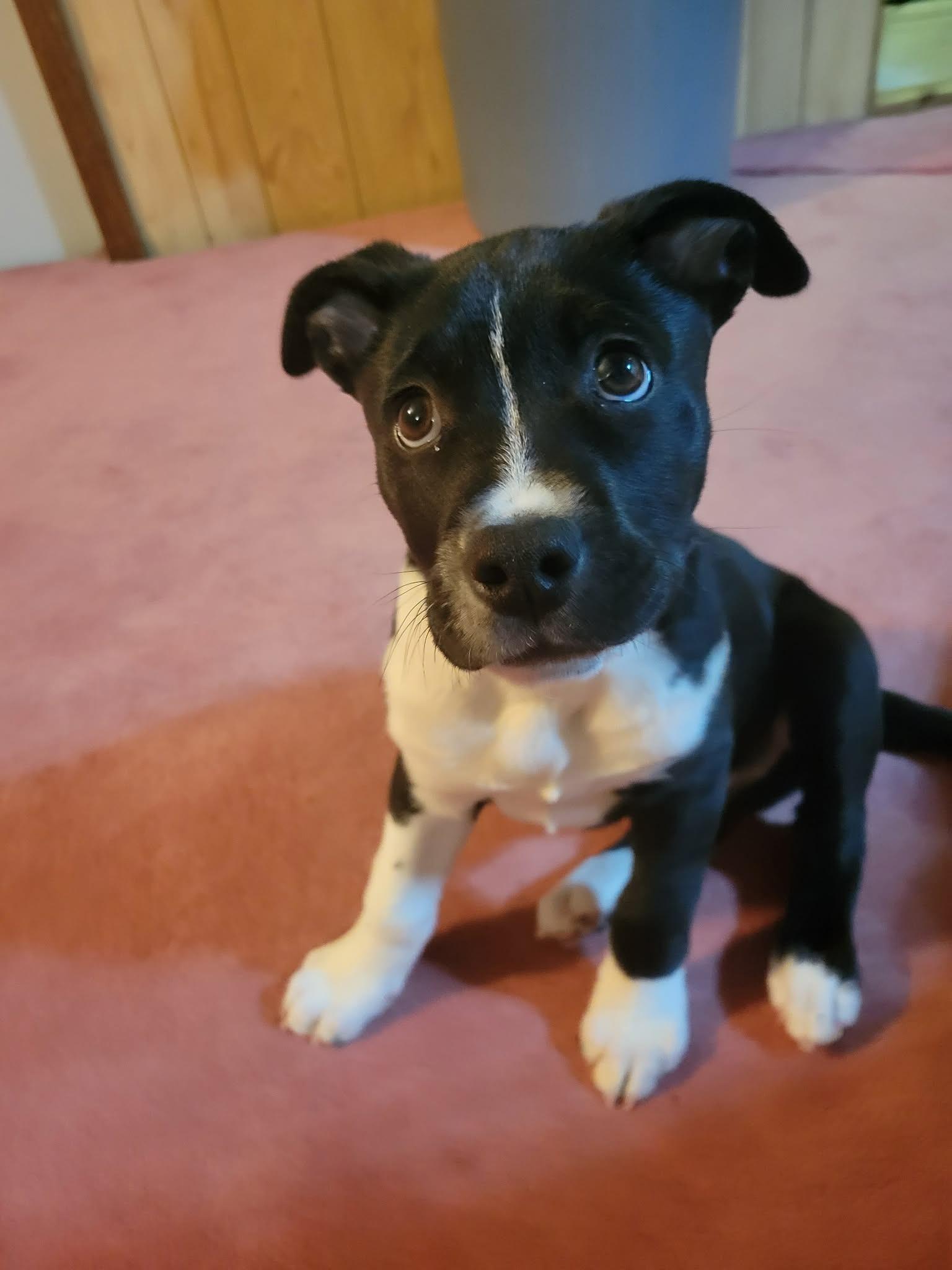 Max, an adopted mixed breed in Winnipeg, MB image 6/6