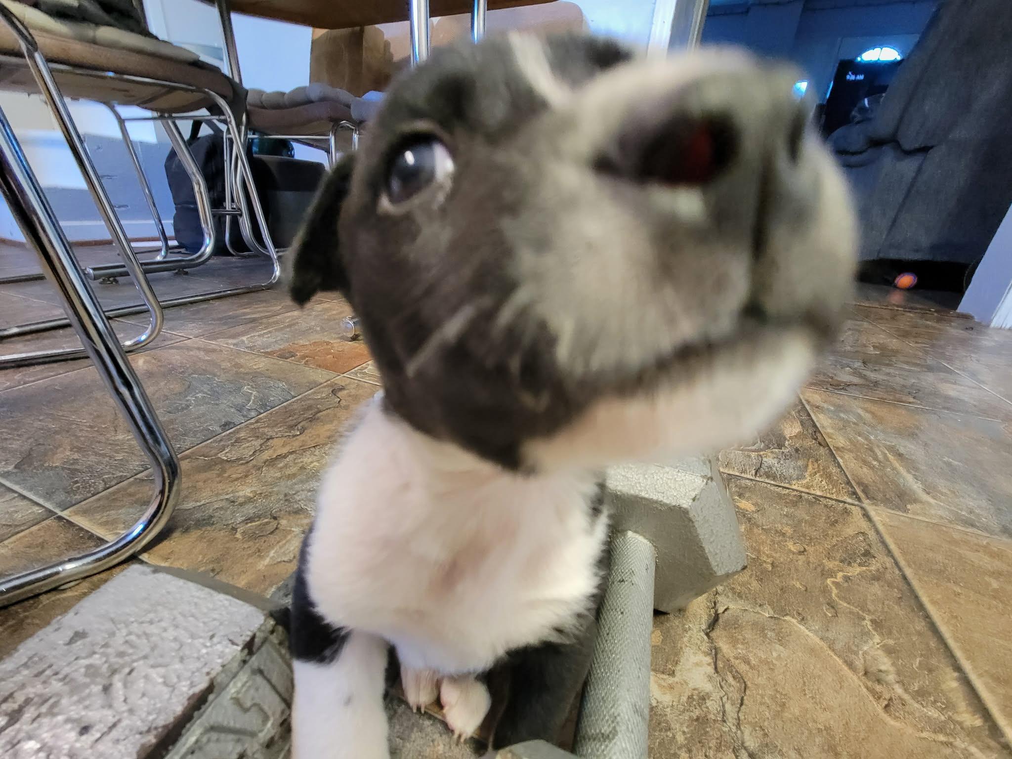 Enlarge Max, a ADOPTABLE mixed breed in Winnipeg, MB image 4/6