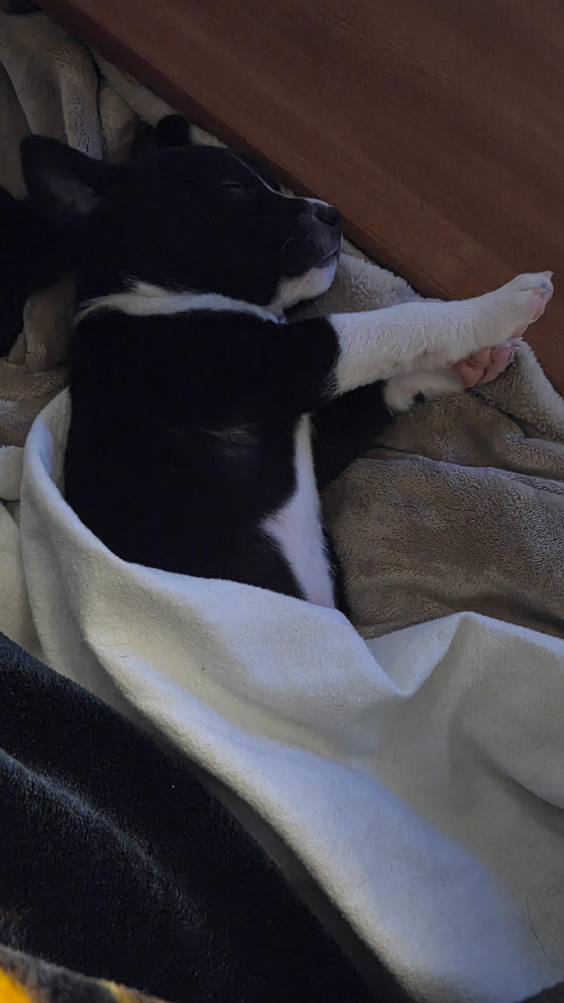 Enlarge Max, a ADOPTABLE mixed breed in Winnipeg, MB image 2/6