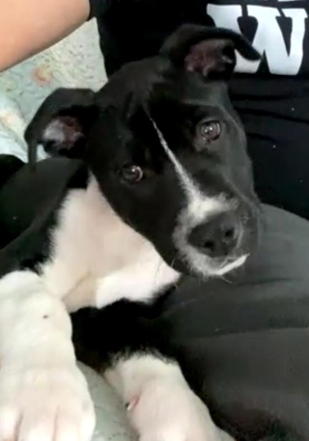 Max, an adopted mixed breed in Winnipeg, MB image 3/6