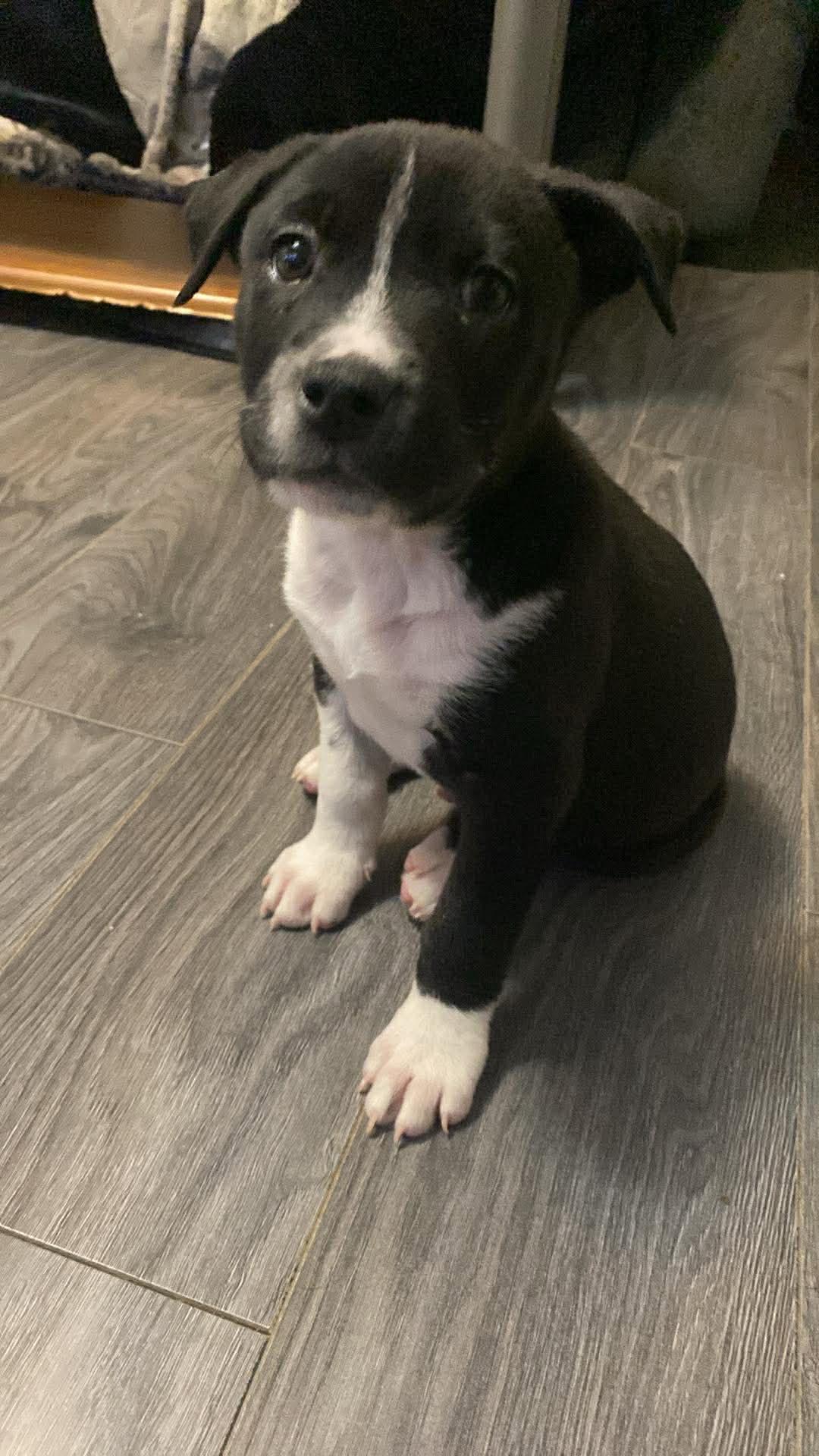 Enlarge Max, a ADOPTABLE mixed breed in Winnipeg, MB image 1/6