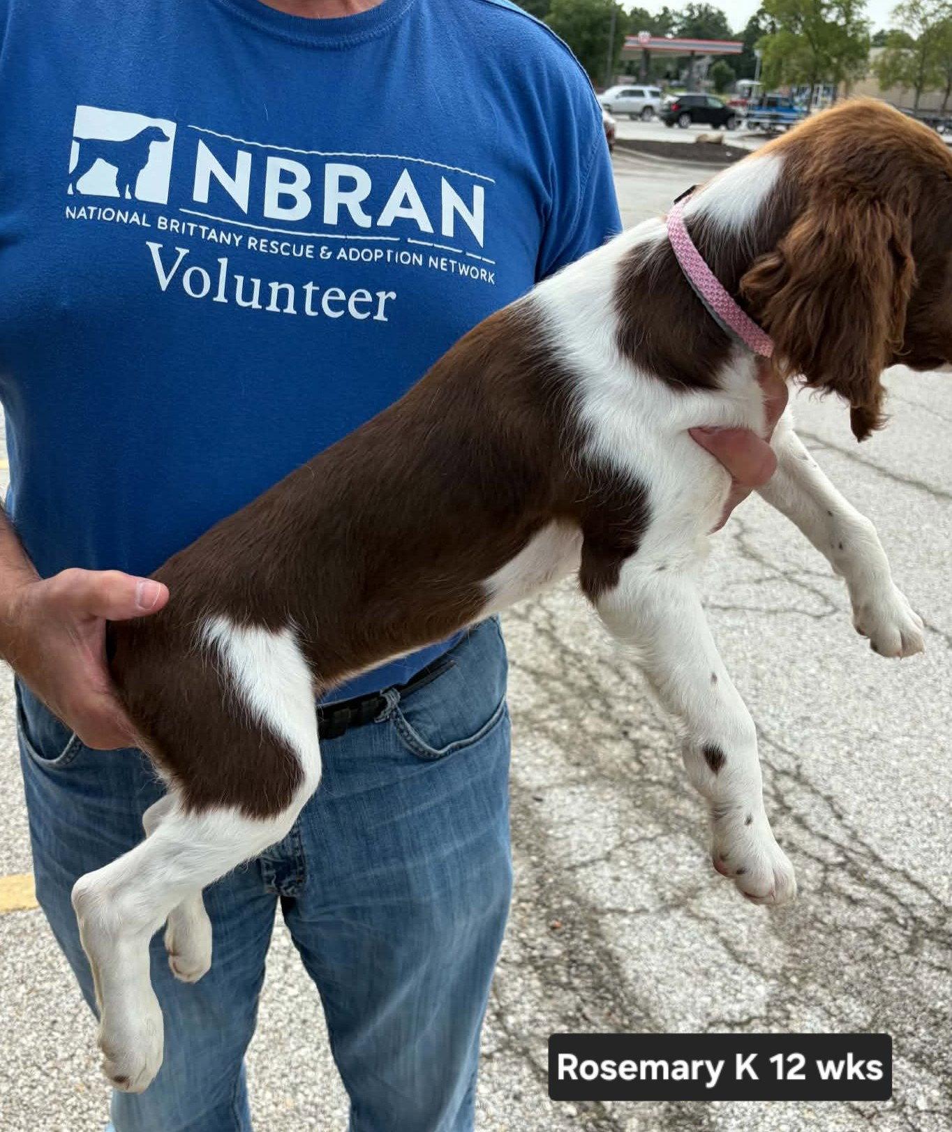 OK/Rosemary K, Adopted, Puppy Female Brittany Spaniel.
