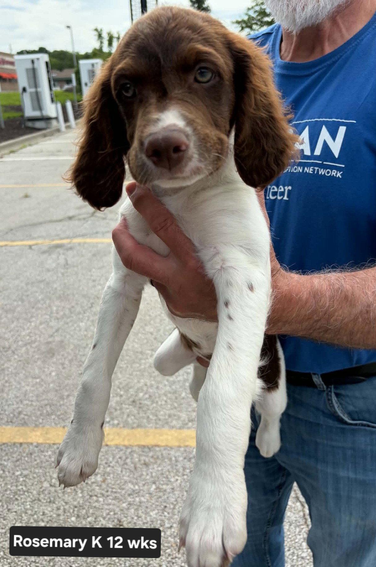 OK/Rosemary K, a Adopted Brittany Spaniel in Baldwinsville, NY image 2/3