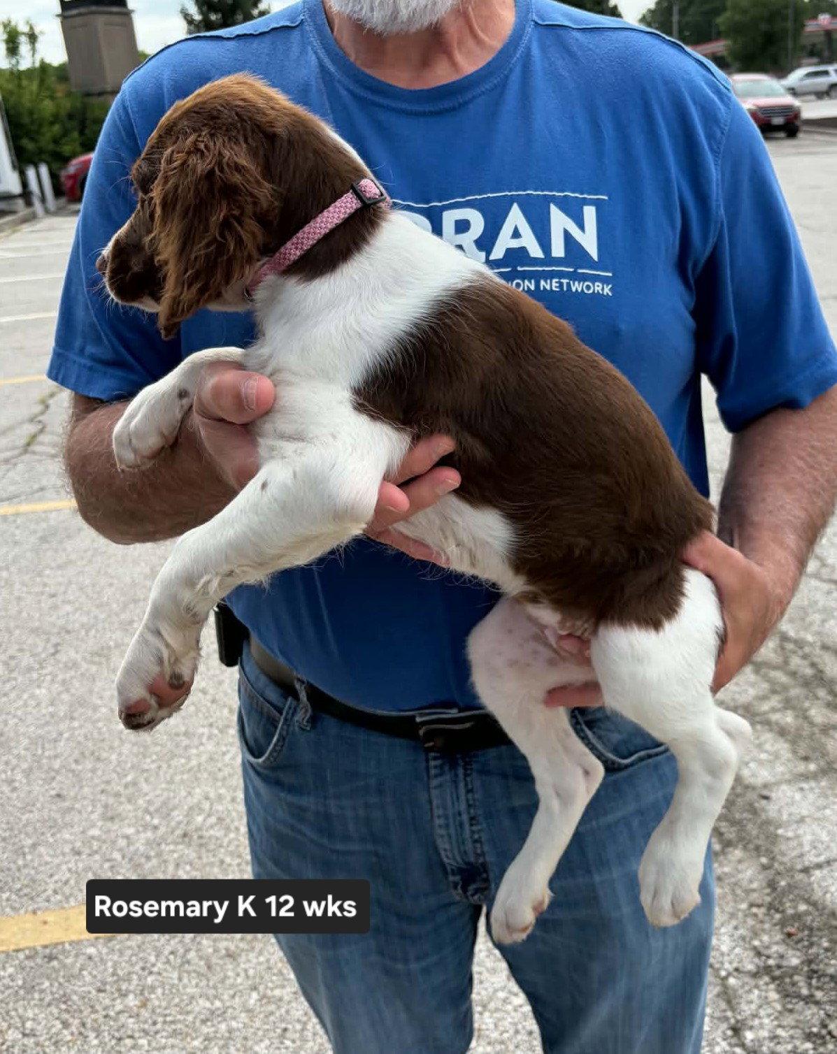 OK/Rosemary K, a Adopted Brittany Spaniel in Baldwinsville, NY image 3/3