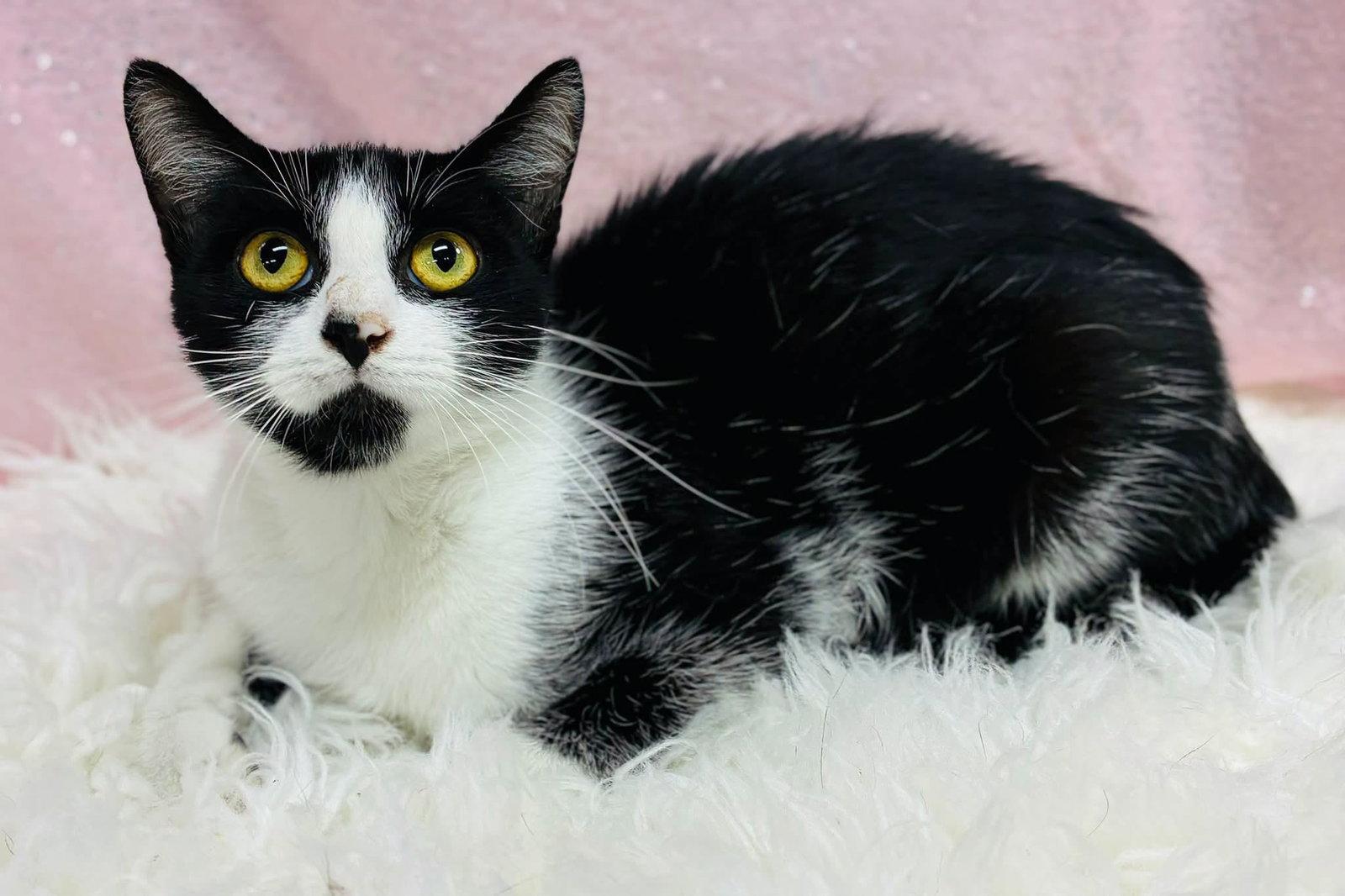 Ribbon, Adoptable, Adult Female Domestic Short Hair.