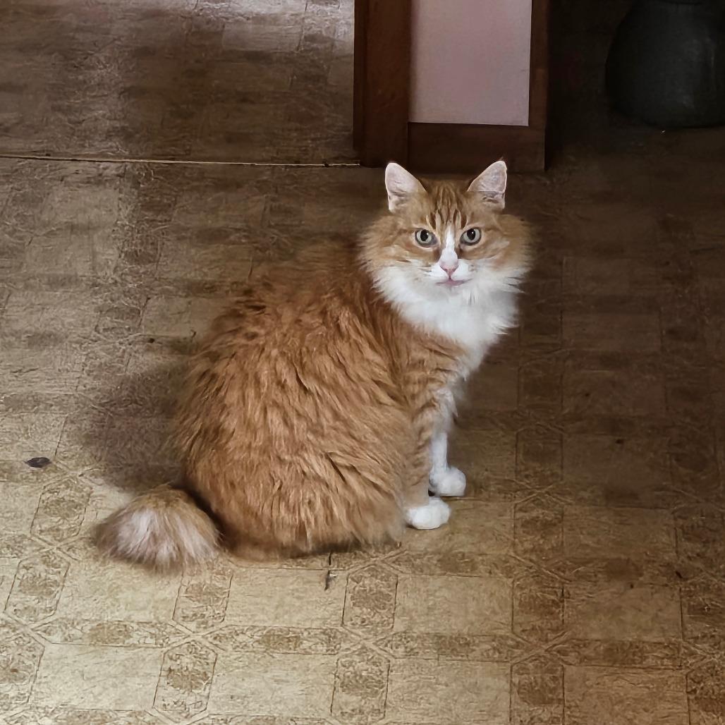 Enlarge Cat (Katty Kat), a Adoptable Manx in Coos Bay, OR image 1/4