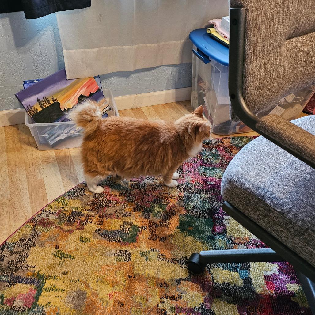 Enlarge Cat (Katty Kat), a Adoptable Manx in Coos Bay, OR image 2/4