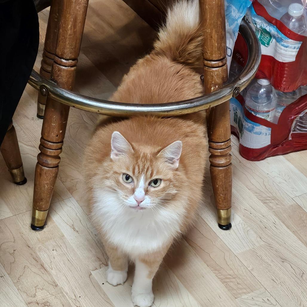 Enlarge Cat (Katty Kat), a Adoptable Manx in Coos Bay, OR image 3/4