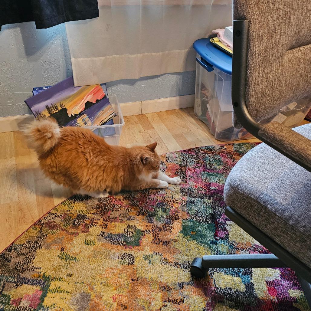 Enlarge Cat (Katty Kat), a Adoptable Manx in Coos Bay, OR image 4/4