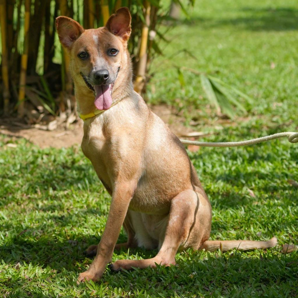 Enlarge Houston (Soi Dog), a Adoptable mixed breed in San Diego, CA image 3/5