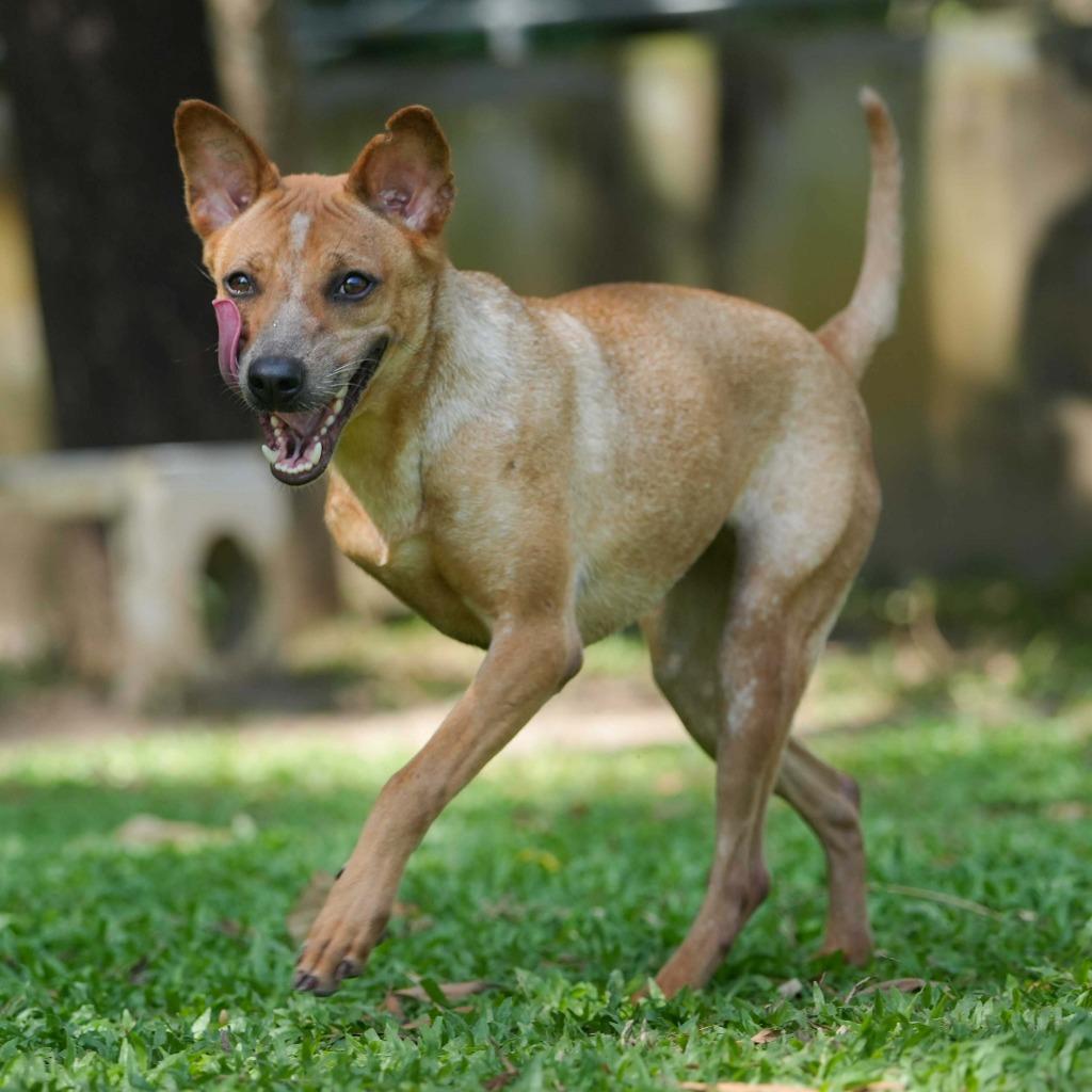 Houston (Soi Dog), a Adoptable mixed breed in San Diego, CA image 3/5