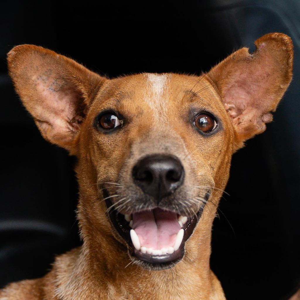 Houston (Soi Dog), a Adoptable mixed breed in San Diego, CA image 4/5