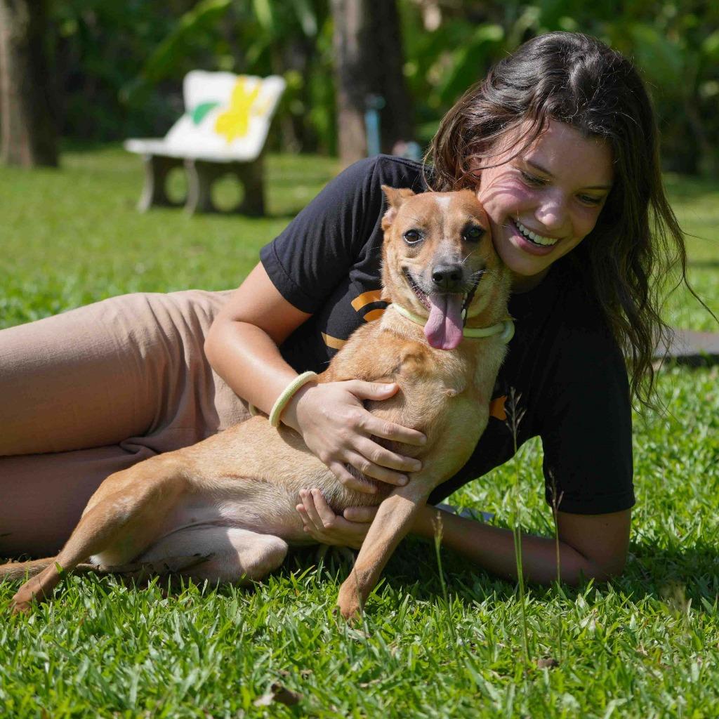 Houston (Soi Dog), a Adoptable mixed breed in San Diego, CA image 5/5