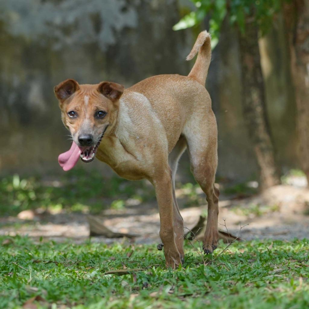 Enlarge Houston (Soi Dog), a Adoptable mixed breed in San Diego, CA image 5/5