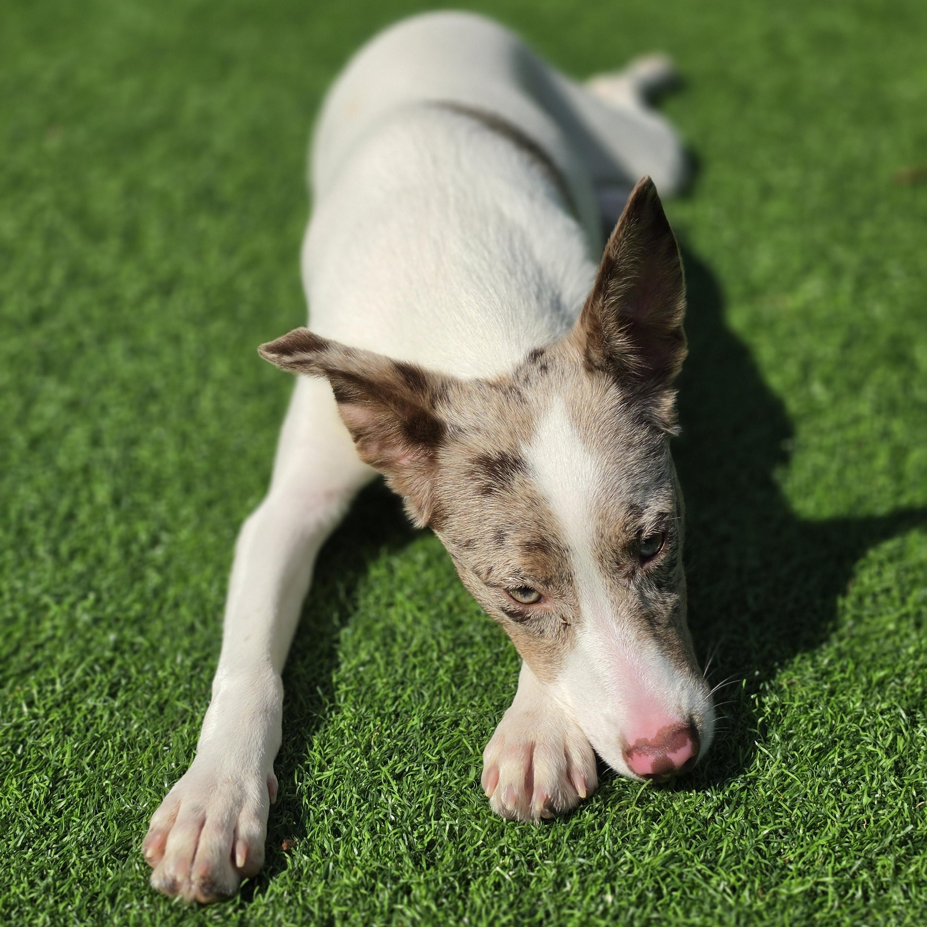 Enlarge Zina, a Adoptable mixed breed in Flushing, NY image 6/6