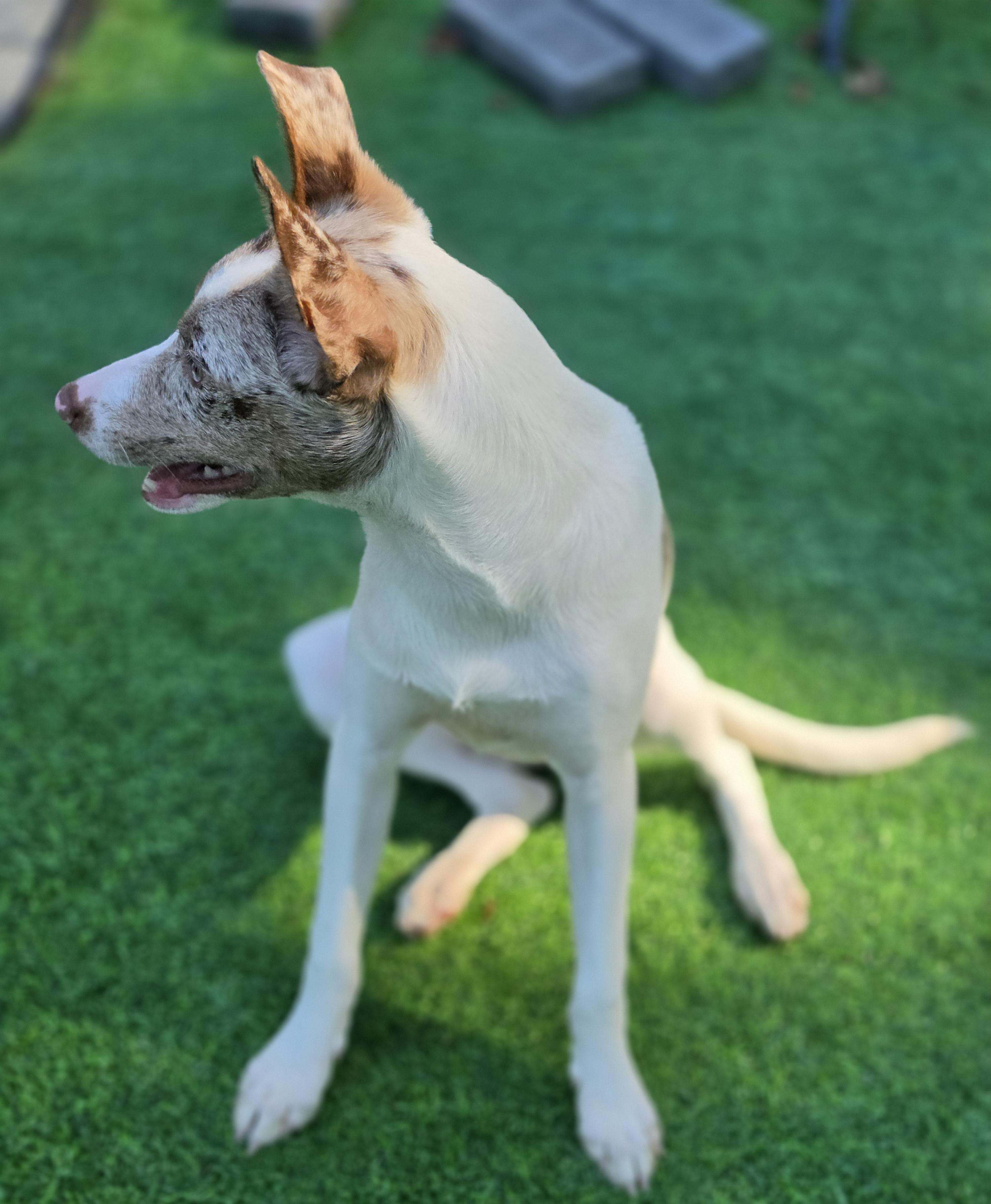 Enlarge Zina, a Adoptable mixed breed in Flushing, NY image 5/6