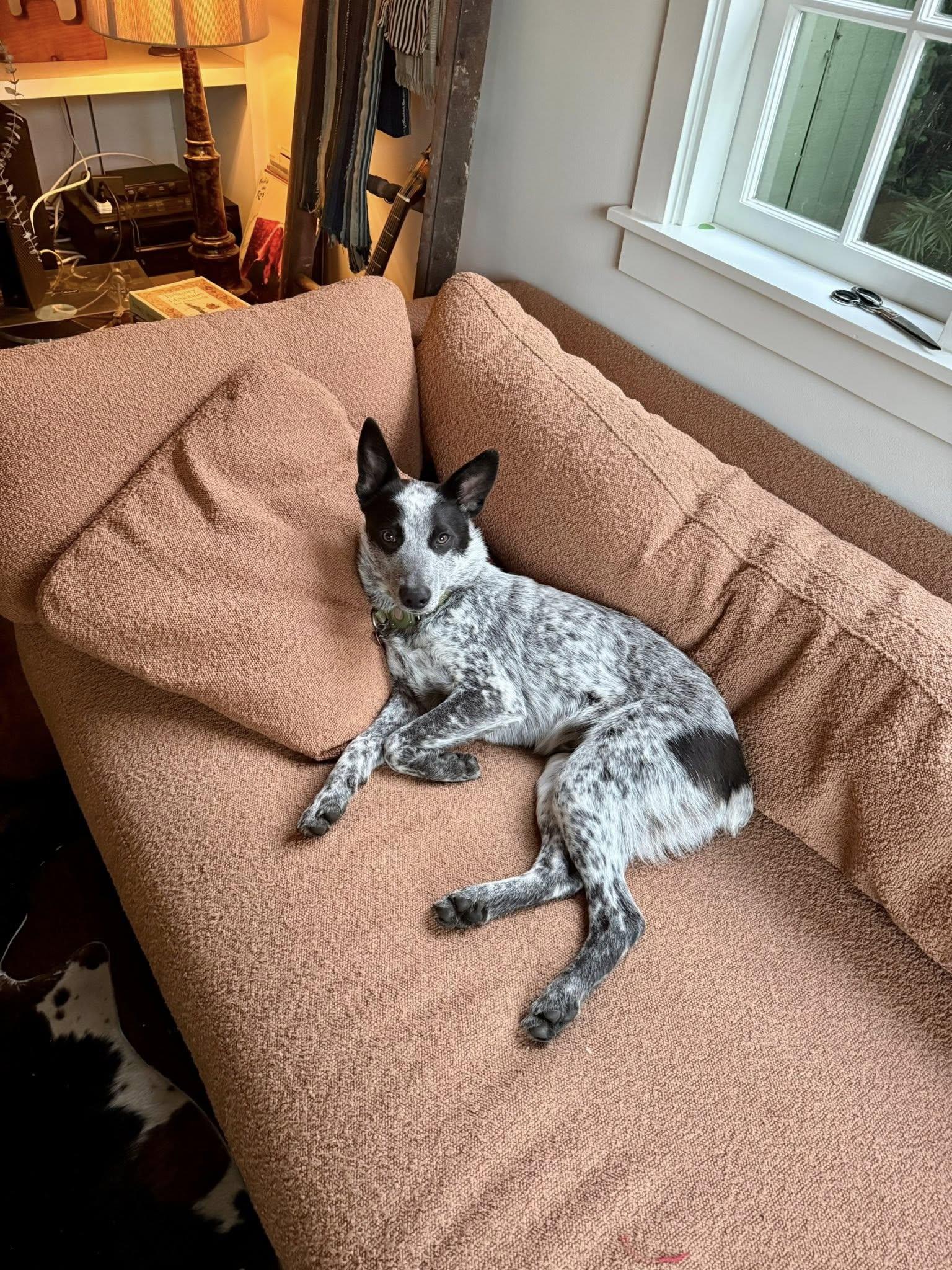 Merlin, a Adopted Australian Cattle Dog / Blue Heeler in Paso Robles, CA image 1/3