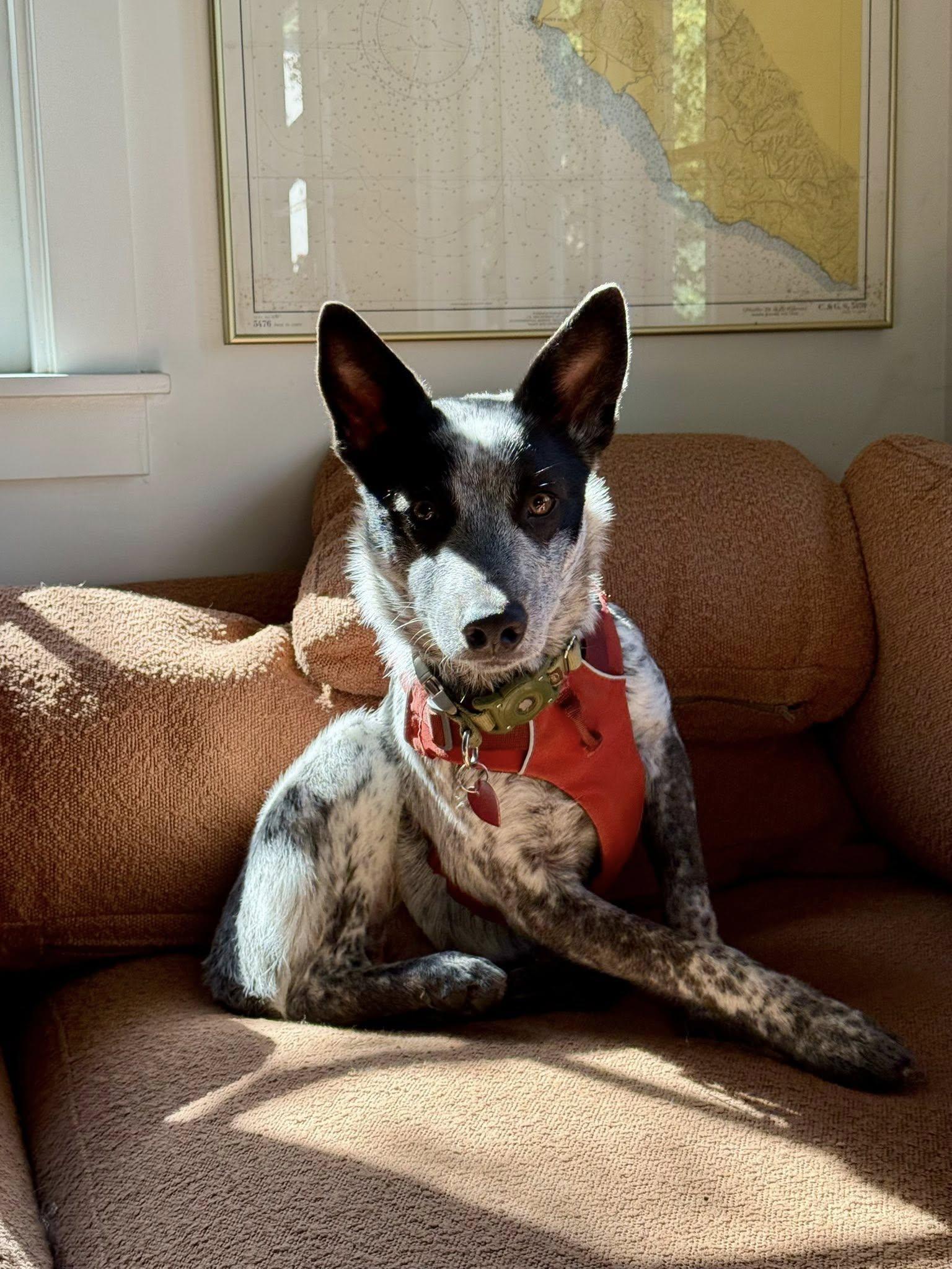 Merlin, a Adopted Australian Cattle Dog / Blue Heeler in Paso Robles, CA image 2/3