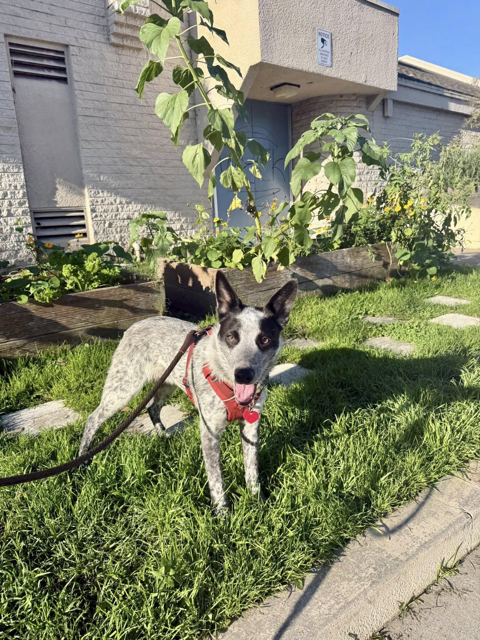 Merlin, a Adopted Australian Cattle Dog / Blue Heeler in Paso Robles, CA image 3/3