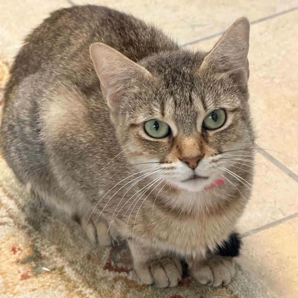 Minka, Adoptable, Young Female Domestic Short Hair.