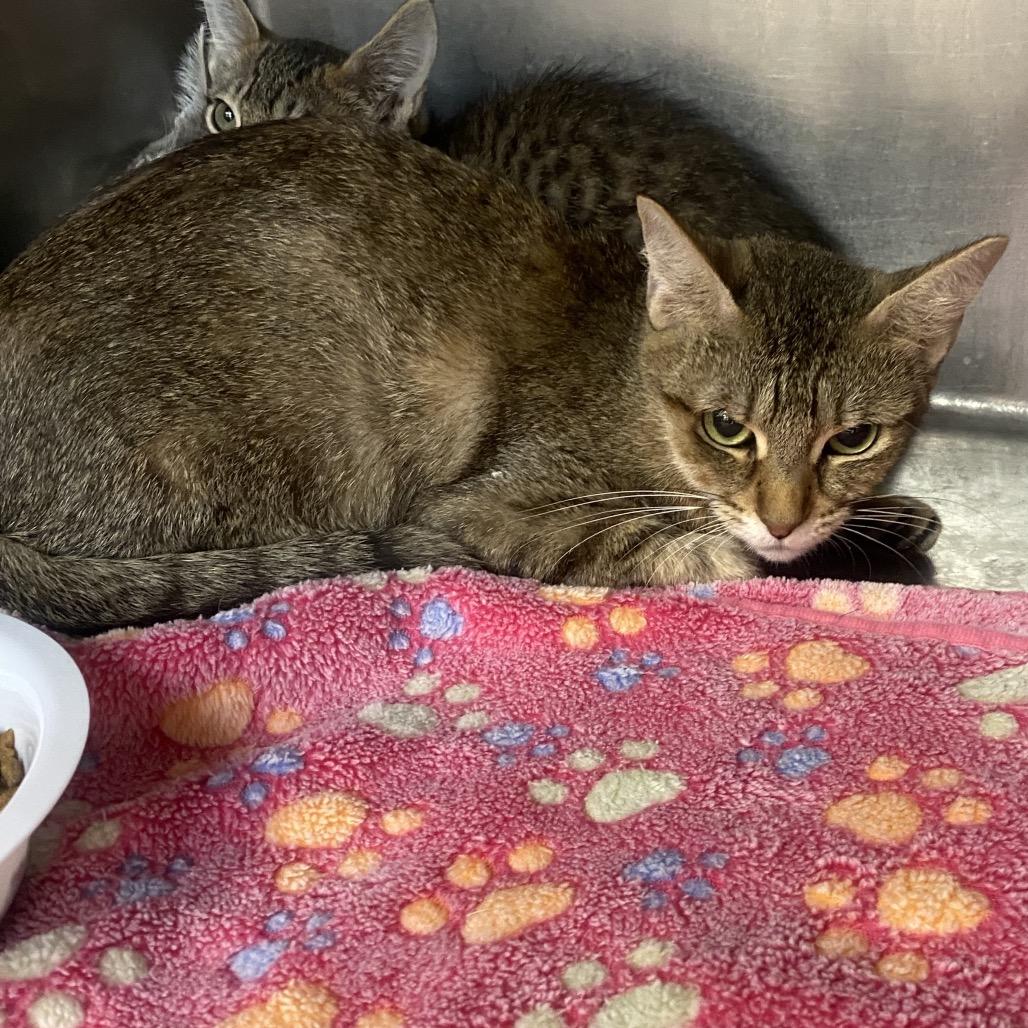 Minka, Adoptable, Young Female Domestic Short Hair.
