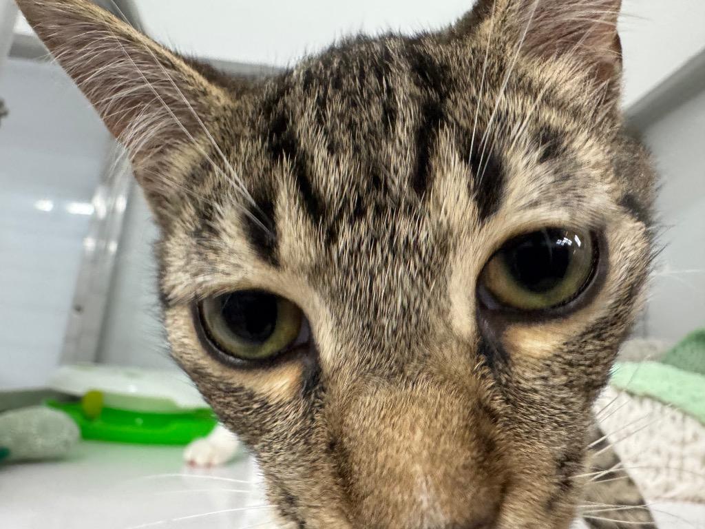 Bufflehead, Adoptable, Kitten Male Domestic Short Hair.