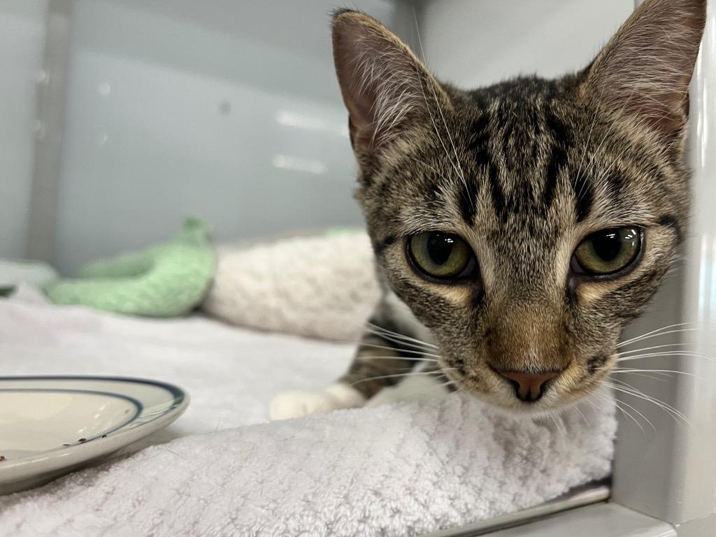 Enlarge Bufflehead, a Adoptable mixed breed in Raleigh, NC image 2/3