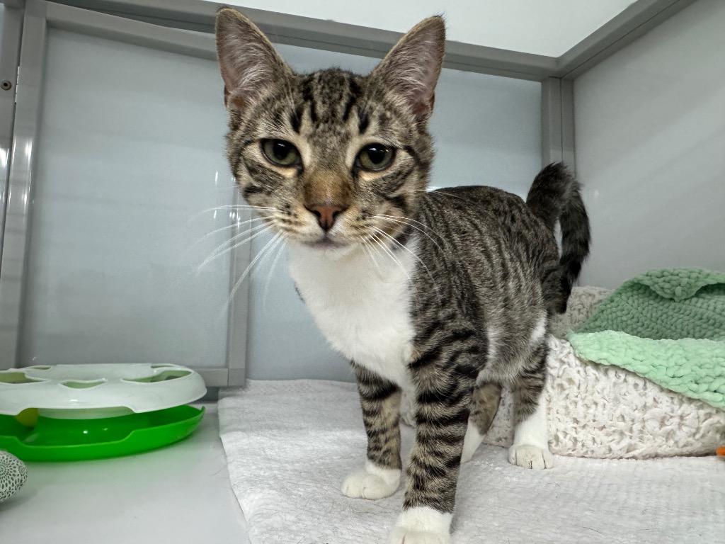Enlarge Bufflehead, a Adoptable mixed breed in Raleigh, NC image 3/3