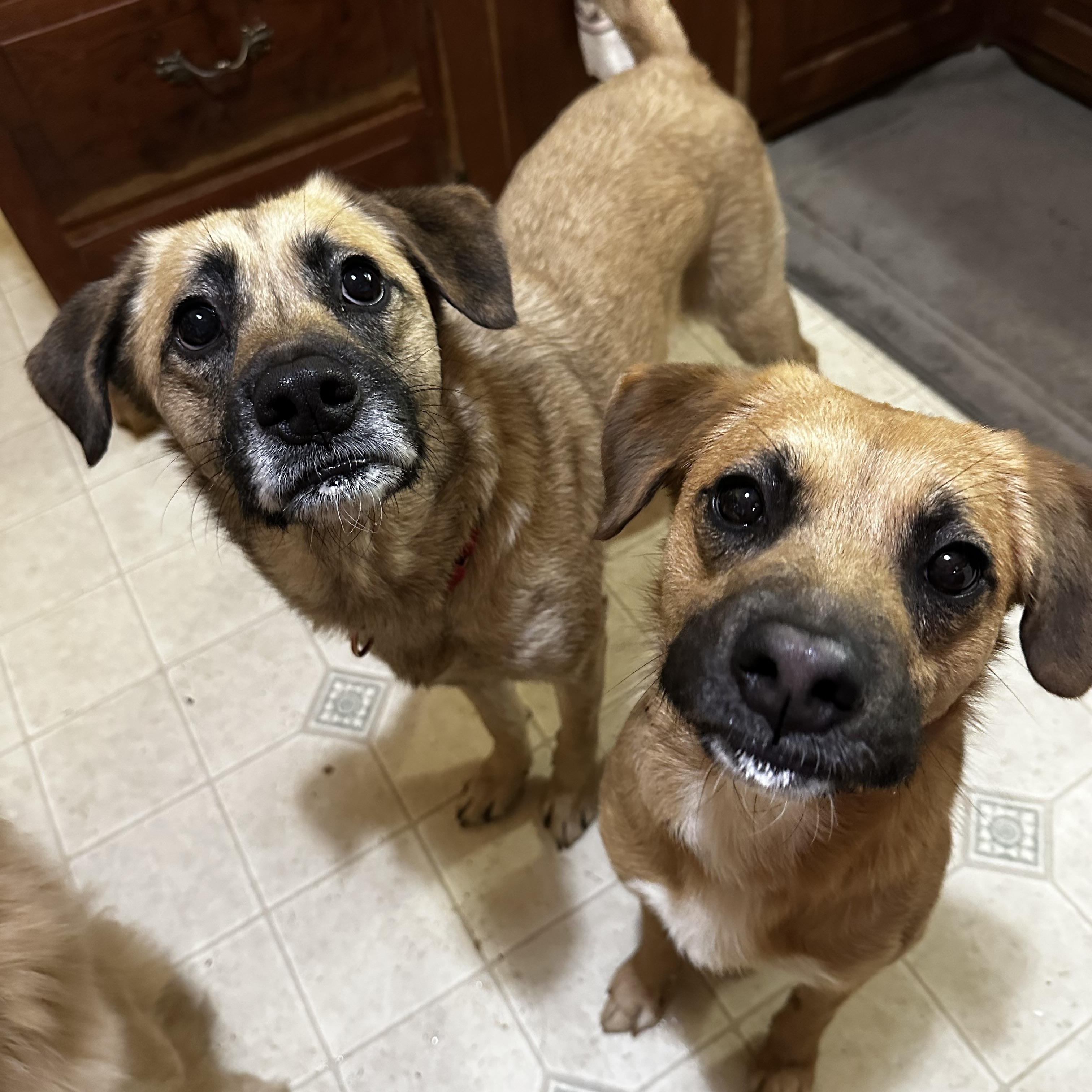 Basil, Adoptable, Adult Female Beagle & Black Mouth Cur.