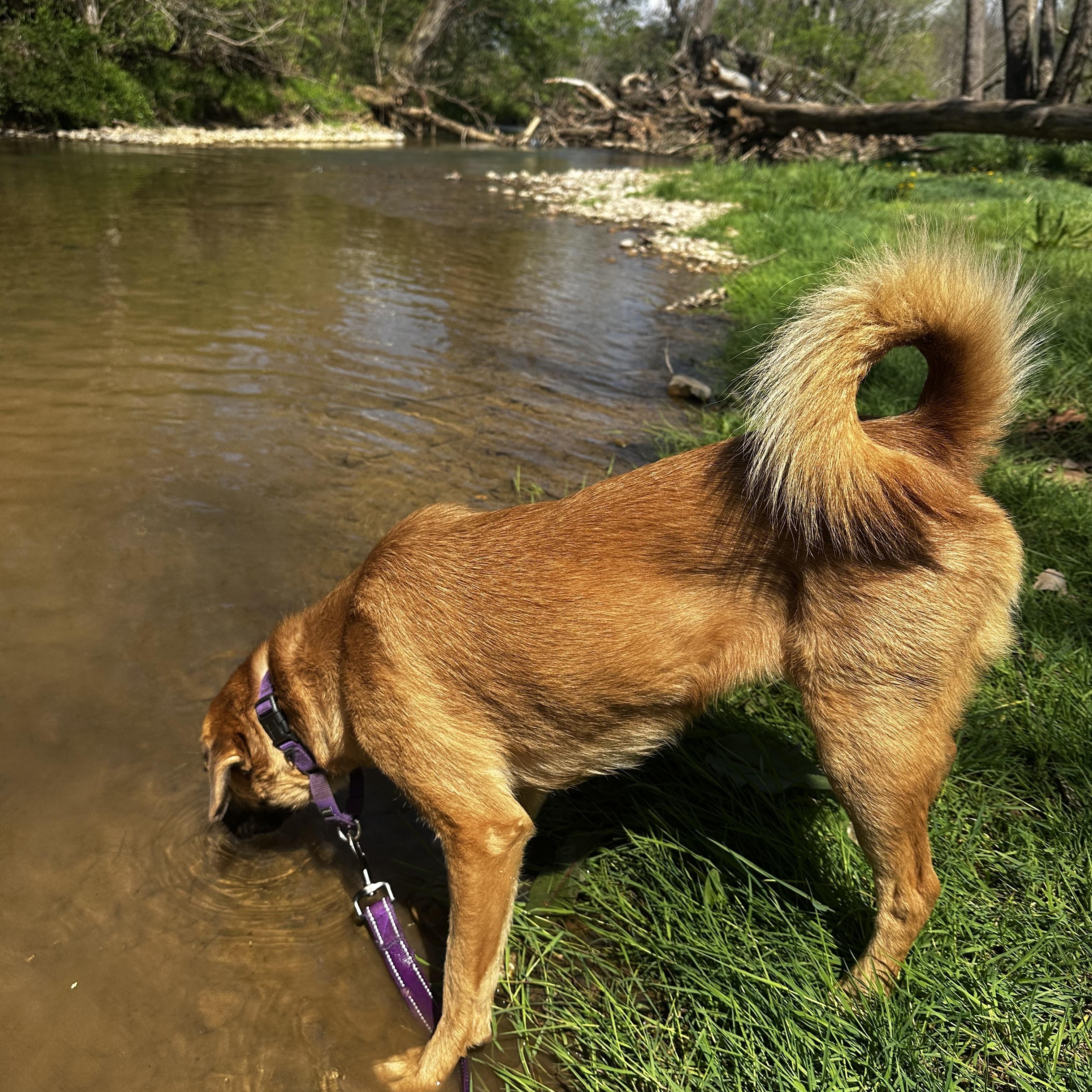Basil, a Adoptable mixed breed in Sherman, CT image 5/6
